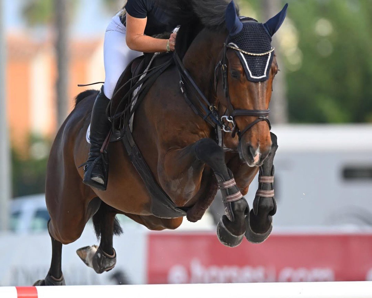 jumper Rock'n Roll Mxl (Belgian Warmblood, 2017, from Denzel Vt Meulenhof)