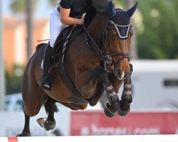 jumper Rock'n Roll MxL (Belgian Warmblood, 2017, from Denzel Vt Meulenhof)