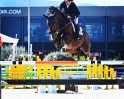 stallion Jacquart du Seigneur (Belgium Sporthorse, 2015, from Boyfriend du Seigneur)