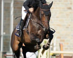 jumper Isabelle (KWPN (Royal Dutch Sporthorse), 2013, from Breitling LS)