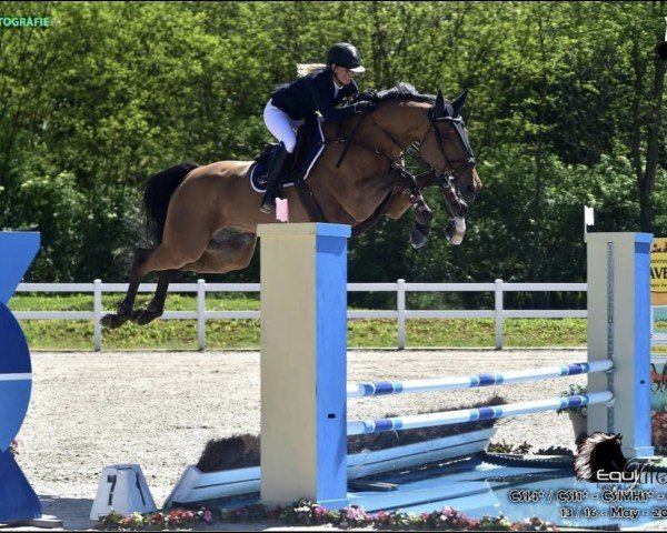 jumper GS Fabian (KWPN (Royal Dutch Sporthorse), 2010)