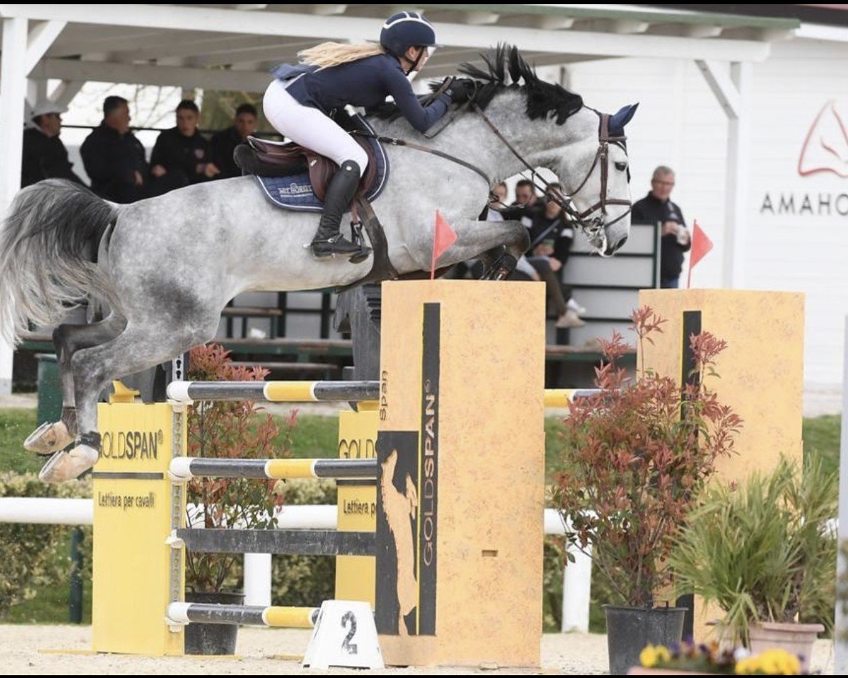 jumper Kiliman Sitte (Belgium Sporthorse, 2016, from Comme il Faut)