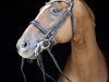 dressage horse Der Fuchs 2 (Hanoverian, 2004, from Dacaprio)