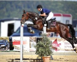 jumper Pina Colada 207 (German Sport Horse, 2010, from Levistano)