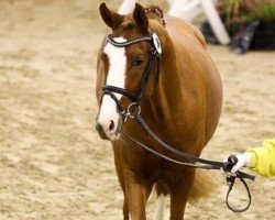 Dressurpferd Ochtenhusen's Great Gangster (Deutsches Reitpony, 2012, von Fb Gangster)