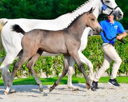 Springpferd Coco Diaz van de Zeijerweg Z (Zangersheide Reitpferd, 2021, von Codex Diaz Z)