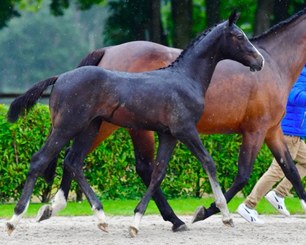 Springpferd Cornet Avo's Z (Zangersheide Reitpferd, 2021, von Cornet Obolensky)