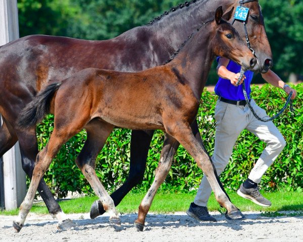 jumper Dominus van de Pikkerie Z (Zangersheide riding horse, 2021, from Dominator 2000 Z)