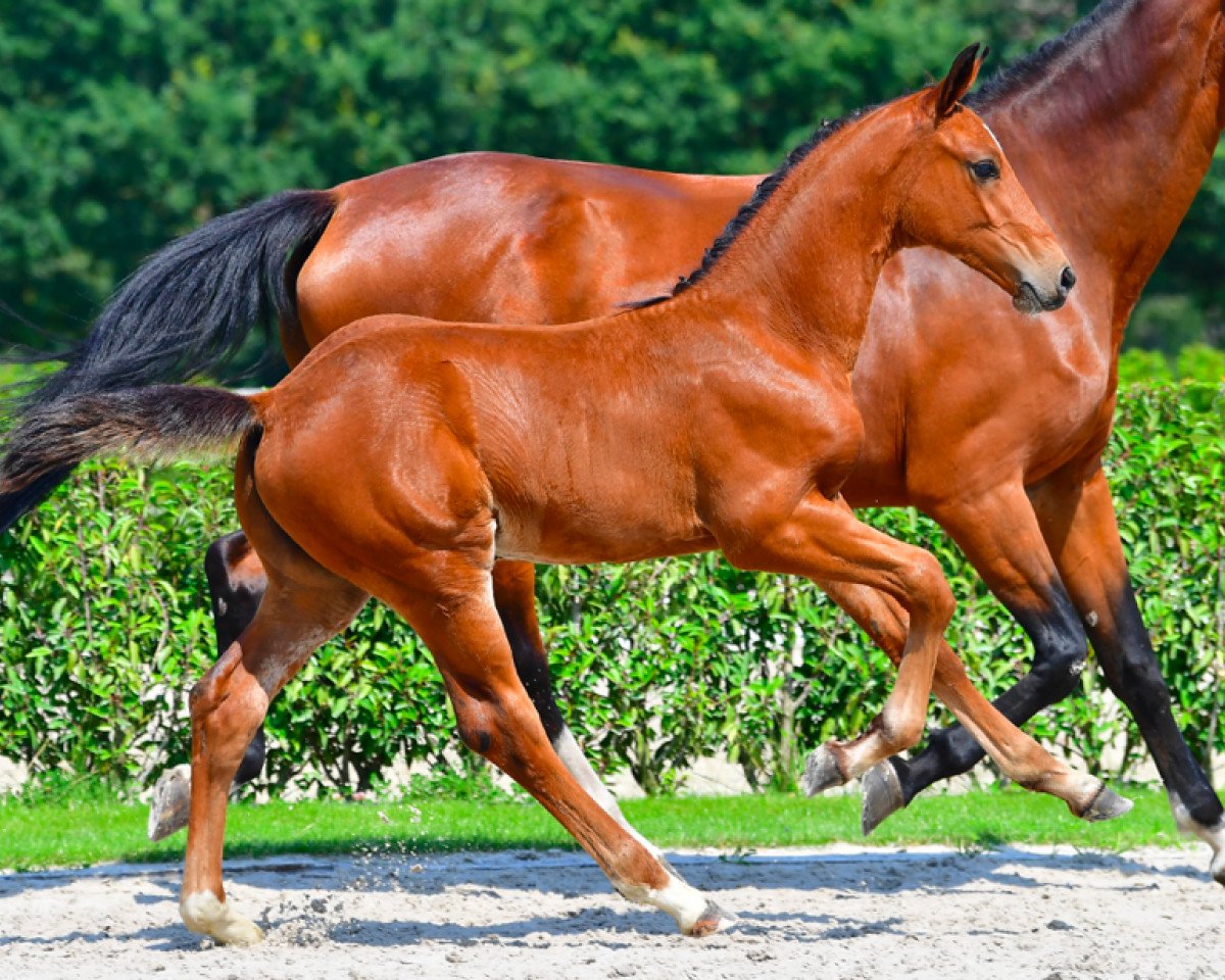 Springpferd Challenger Bolide Z (Zangersheide Reitpferd, 2021, von Caesar Z)