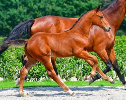 Springpferd Challenger Bolide Z (Zangersheide Reitpferd, 2021, von Caesar Z)