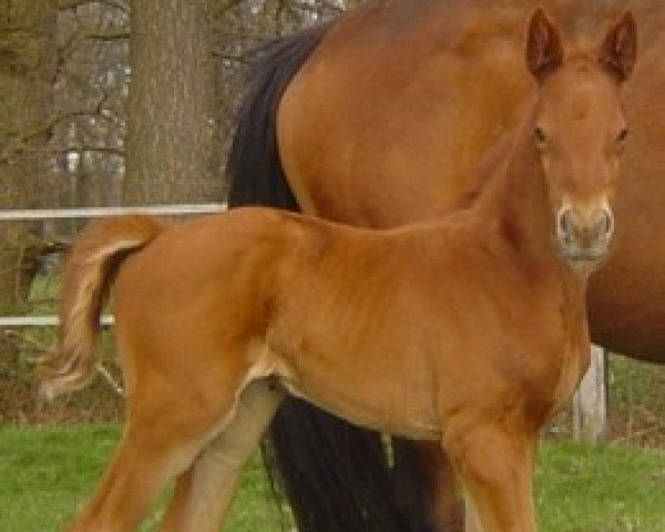 dressage horse Brooklyn (Hanoverian, 2008, from Brentano II)