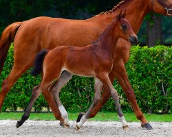 Springpferd Classback van de Weidehof Z (Zangersheide Reitpferd, 2021, von Comme il Faut)