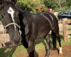 jumper Bloody Mary (KWPN (Royal Dutch Sporthorse), 2006, from Acobat II)