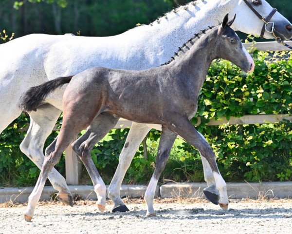 Springpferd Light Warrior Evo Z (Zangersheide Reitpferd, 2021, von Levisto Z)