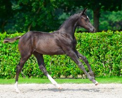 jumper Pialoca van de Hoef Z (Zangersheide riding horse, 2021, from Perigueux)