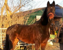 broodmare Quadalita G (Hanoverian, 2010, from Quintender 2)