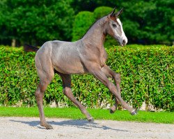 Springpferd Connery de Betze Z (Zangersheide Reitpferd, 2021, von Caribis Z)