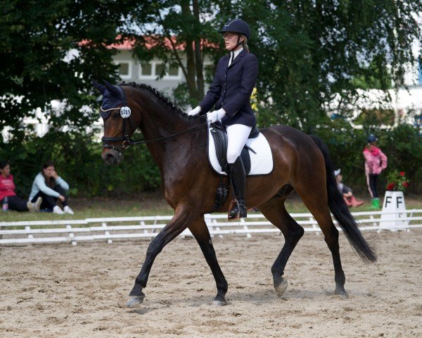 Dressurpferd Rock Your Dreams (Bayer, 2013, von Rock Forever NRW)