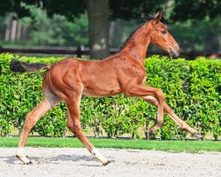 jumper Hipster de la Podkova Z (Zangersheide riding horse, 2021, from Hors La Loi II)