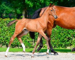 Springpferd Grace van het Scheefkasteel Z (Zangersheide Reitpferd, 2021, von Grandorado TN)