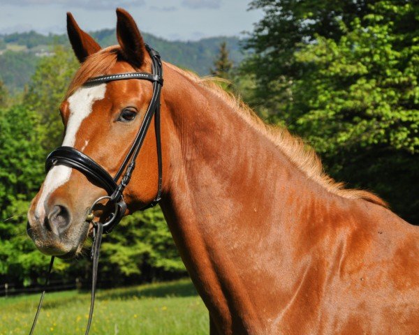 jumper Fireflame PZW (Austrian Warmblood, 2018, from Fire Fly Pzw)