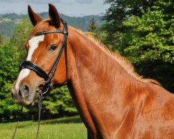 jumper Fireflame PZW (Austrian Warmblood, 2018, from Fire Fly Pzw)