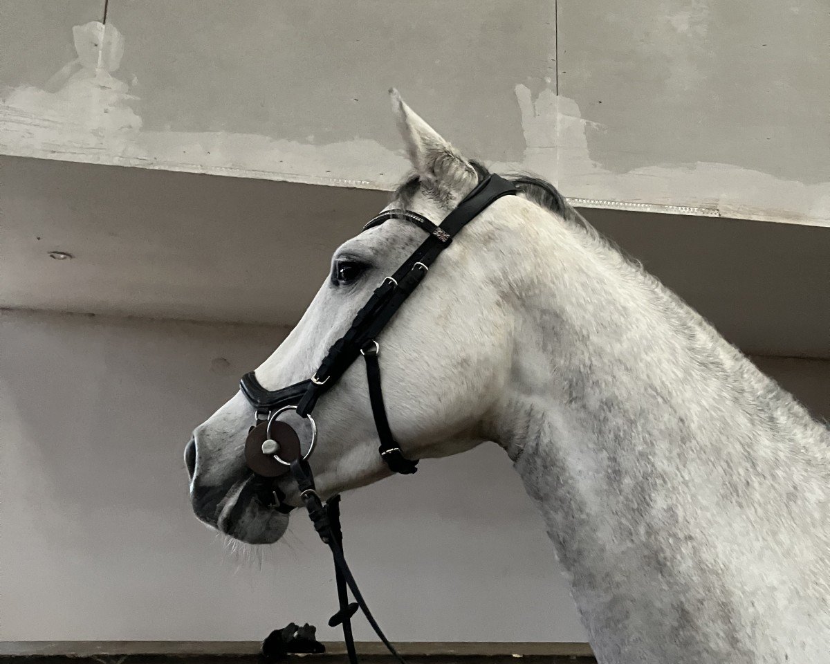 jumper Manila N (Holsteiner, 2019, from Unlimited)
