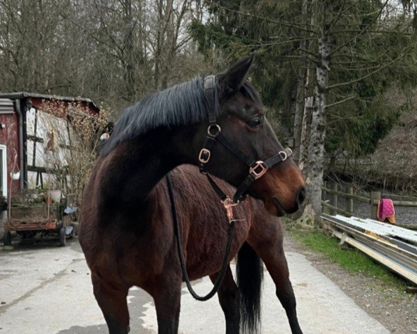 Zuchtstute L'Amur Lillie (Oldenburger, 2001, von Lordanos)