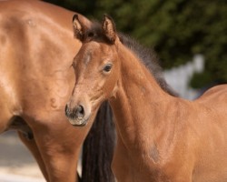 Springpferd Crack's Queen (Holsteiner, 2023, von Crack)