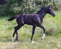 dressage horse Chrysanthus (Hanoverian, 2016, from Christ)