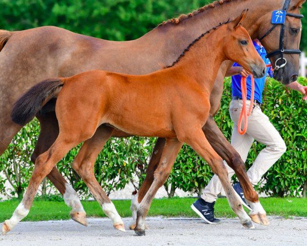 jumper Elbouche vh Hellegat Z (Zangersheide riding horse, 2021, from Eldorado vd Zeshoek Tn)