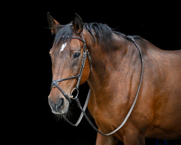 broodmare Daiana CH (Swiss Warmblood, 1998, from Apadol)