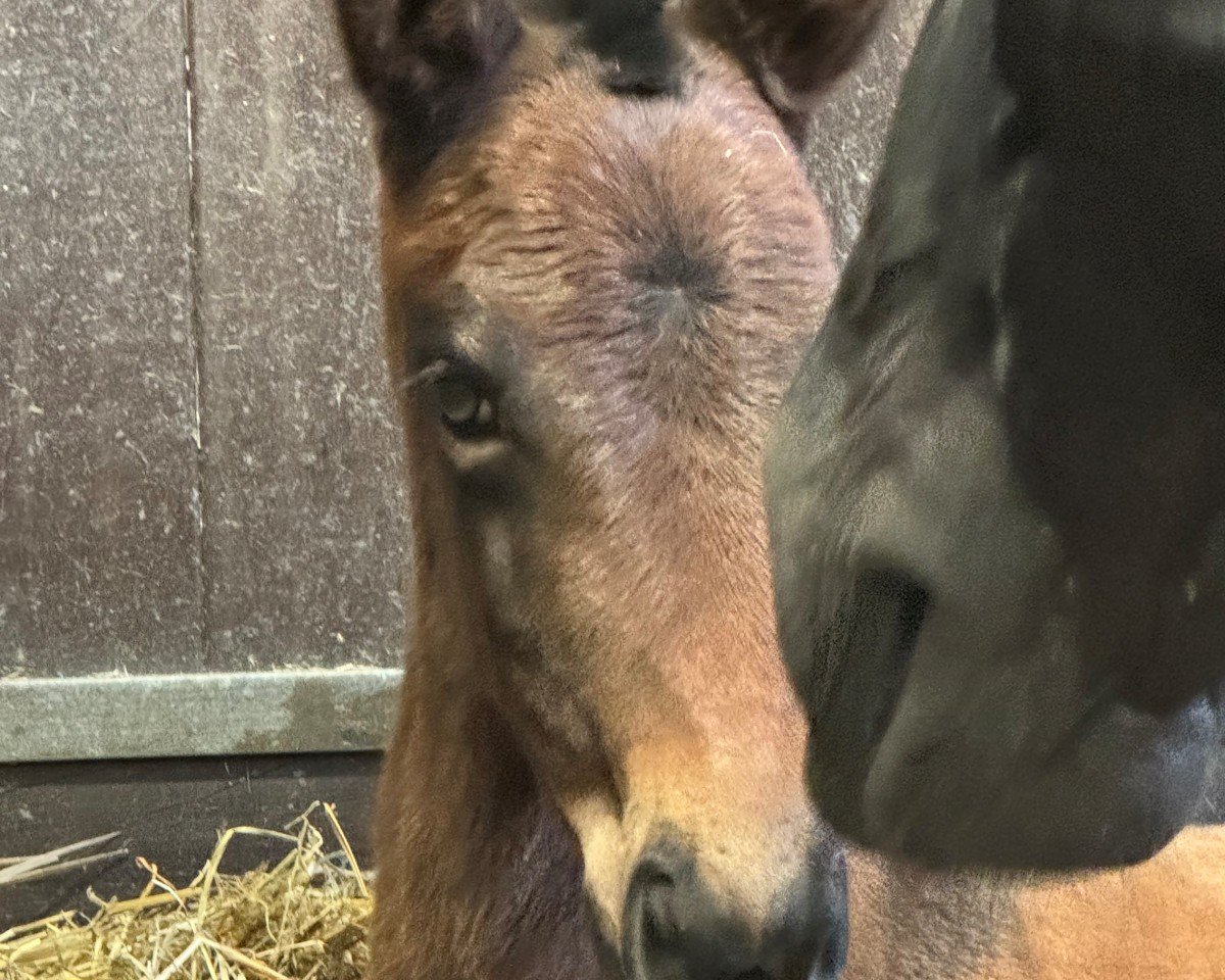 Dressurpferd Amazing Grace P (Hannoveraner, 2024, von About You II)