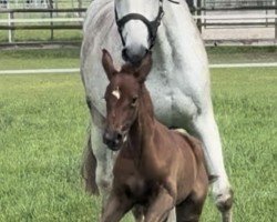 foal by Belle Solène P (Hanoverian, 2024, from Bon Coeur)