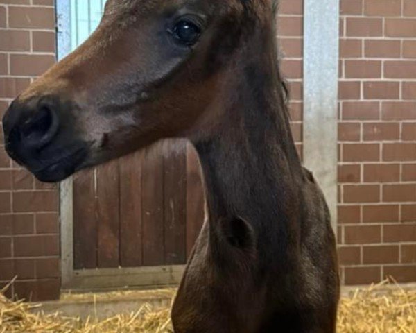 foal by Belle Fusée P (Hanoverian, 2024, from Bon Esprit)