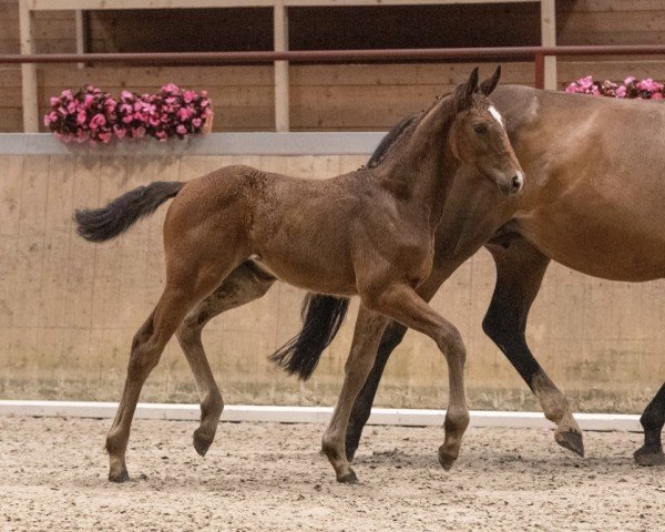 Springpferd Rieke (Holsteiner, 2023, von Update)