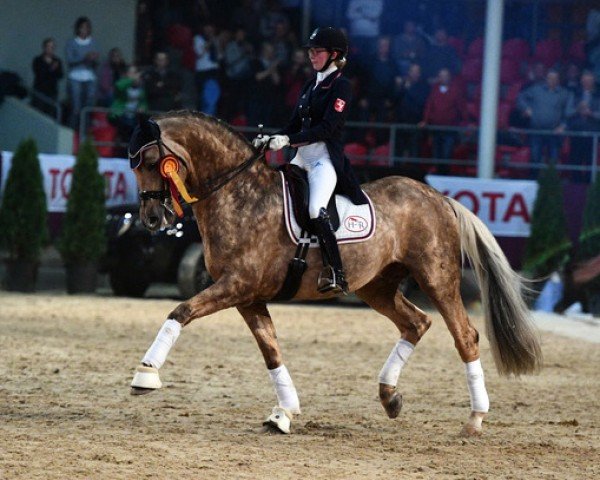 dressage horse Quasi Gold (Westphalian, 2017, from Qaside Md)