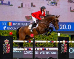 stallion Jenson van't Meulenhof (Belgian Warmblood, 2009, from Vagabond de la Pomme)