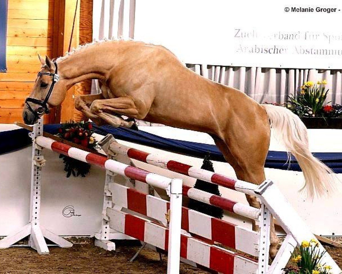 stallion R H F Nugget xx (Thoroughbred, 2014, from R H F Golden Globe xx)