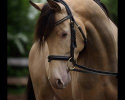 Deckhengst Khalvados GF (Arabisches Halbblut / Partbred, 2005, von Khalvin Khlein KpM)