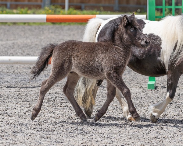 foal by RMM Tamika (Shetland Pony, 2024, from Kass v. ' Laantje)