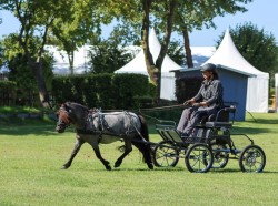 Zuchtstute Great Idea-L (Shetland Pony, 2017, von Whisky vom Eichenhof)