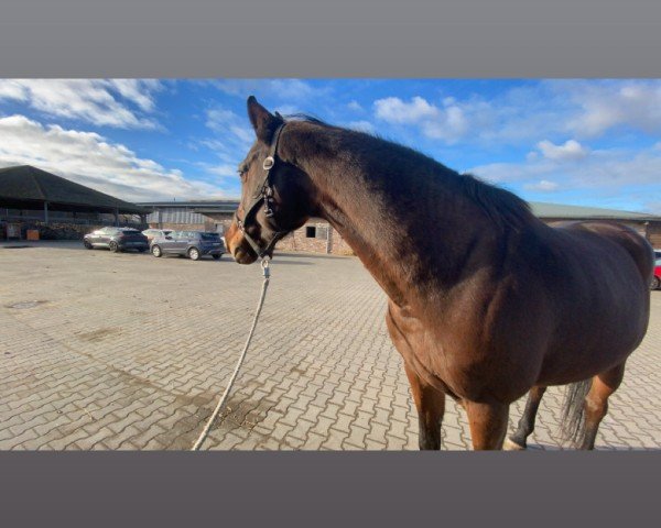 horse Clary JH (Zangersheide riding horse, 2015, from Castellini)