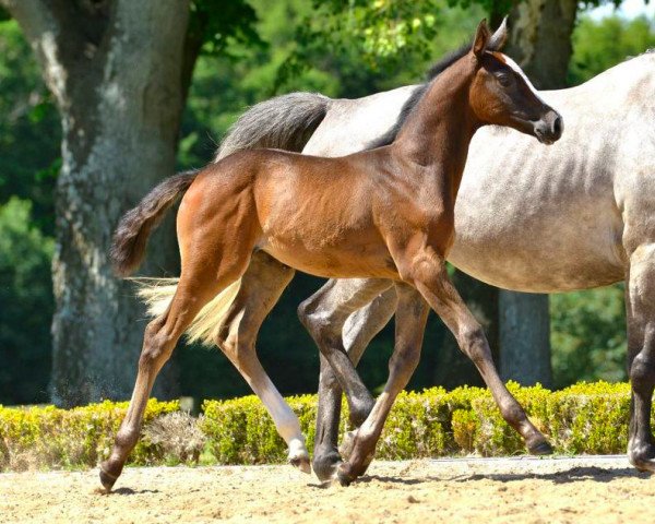 Springpferd Eden Rock de Hus Z (Zangersheide Reitpferd, 2021, von Emerald van 't Ruytershof)