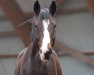 dressage horse Donauklang 3 (Trakehner, 2012, from Heuberger TSF)