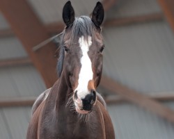 dressage horse Donauklang 3 (Trakehner, 2012, from Heuberger TSF)