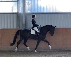 dressage horse Sansibar W (Westphalian, 2012, from Silbermond)