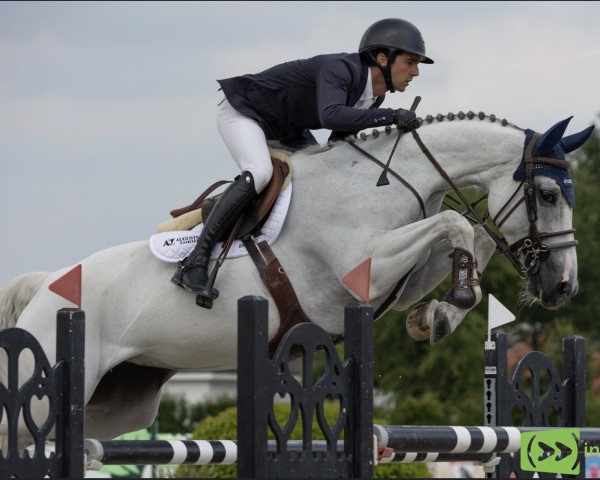 jumper Talina du Vivier Z (Zangersheide riding horse, 2015, from Taalex)