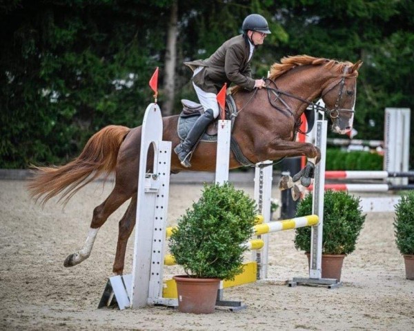 Deckhengst Moreno (Schweizer Warmblut, 2020, von Candy de Nantuel)