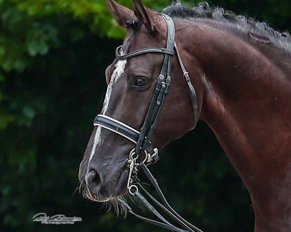 dressage horse Baskahegan Lake (Oldenburg, 2015, from Bretton Woods)